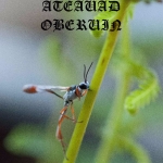 spar-wasp-small