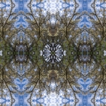 Canopy 1. Davis Mountains, Far West Texas