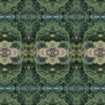 Shrubland 1. Chisos Mountains, Far West Texas