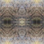 Understory 3. Gila Riparian Preserve, New Mexico