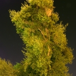 Night-Lighting-Tempe-Limb-1