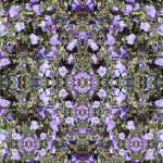purple-flowers_web