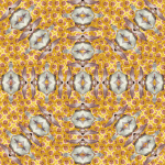yellow-flowers